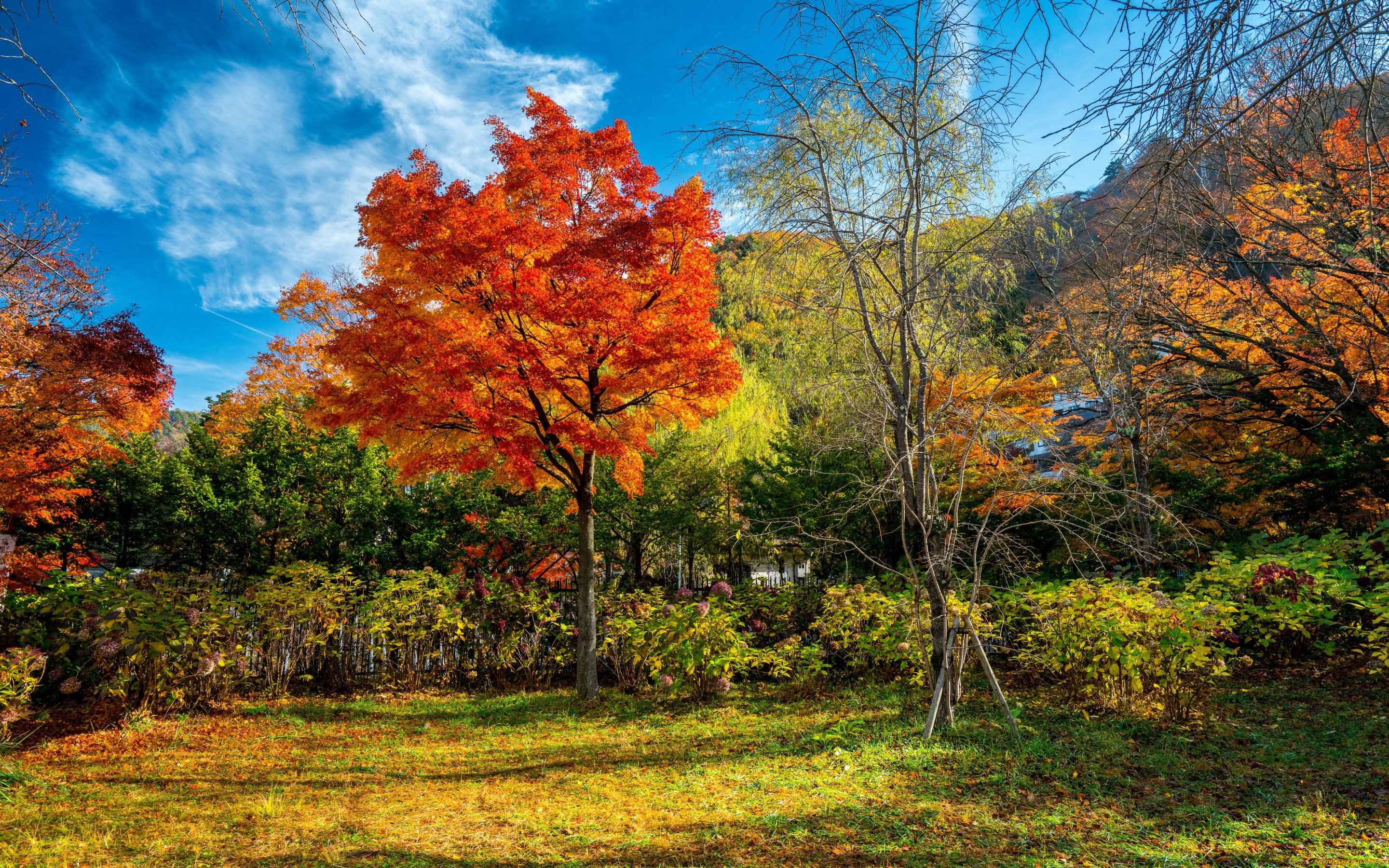 , , fall, tree, leaves, autumn, park, landscape, forest, colorful, , , , 